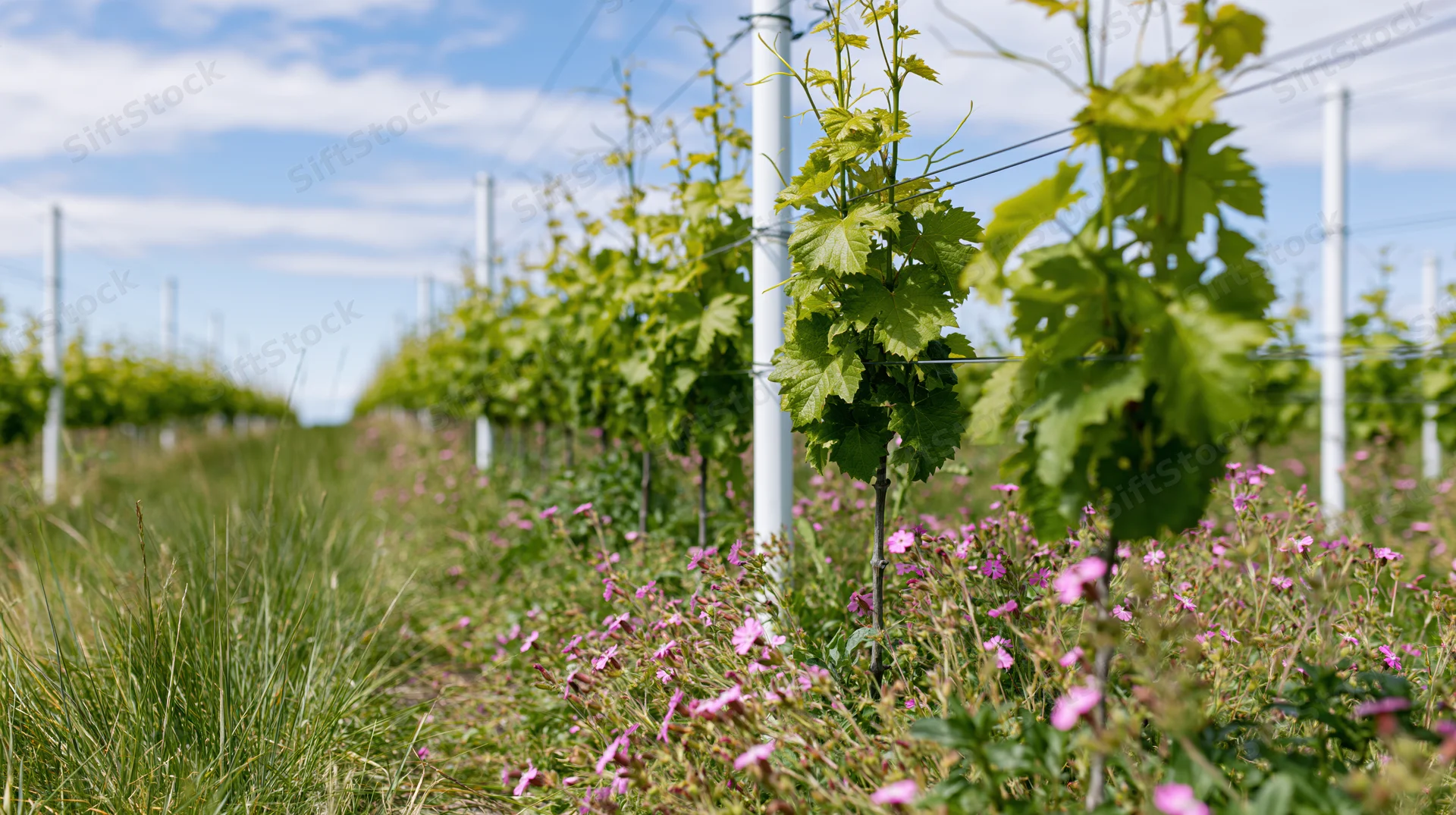 Grapevines growing in rows through a vineyard with wildflowers and grass under a blue sky