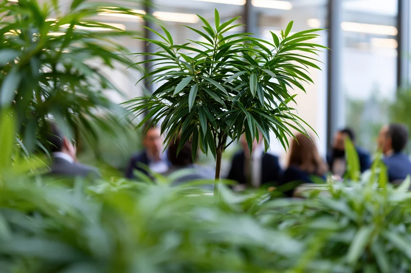 Lush indoor plants in foreground with blurred office meeting in background