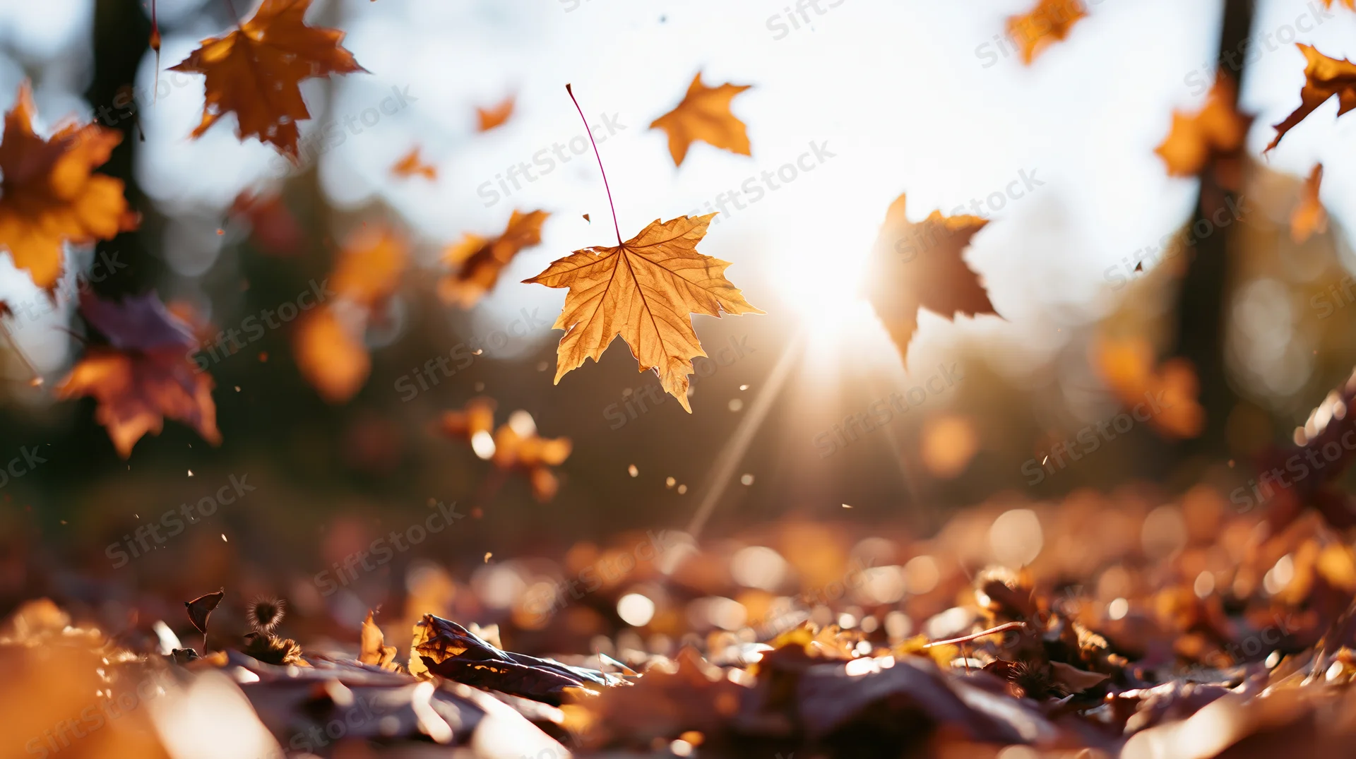 Maple leaves falling and drifting through autumn air in a sunlit forest