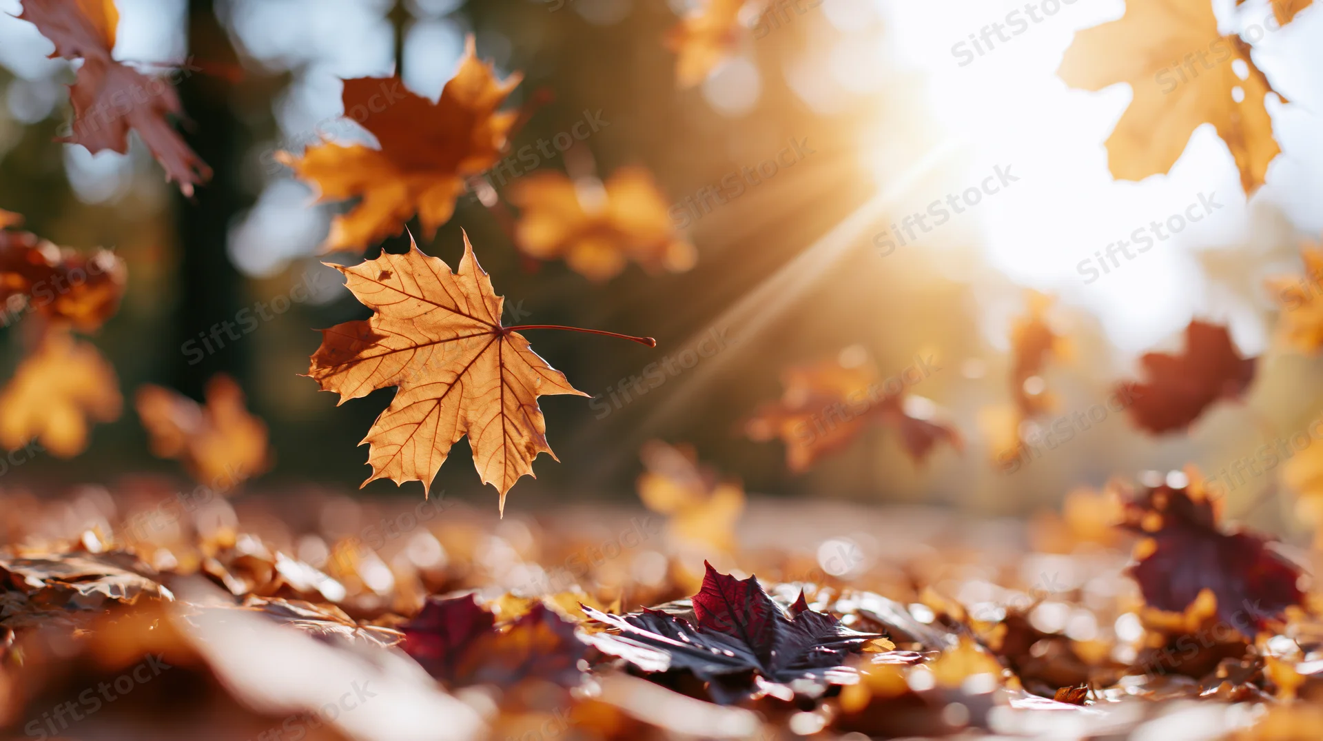 Maple leaves falling through autumn air with sunlight filtering through trees