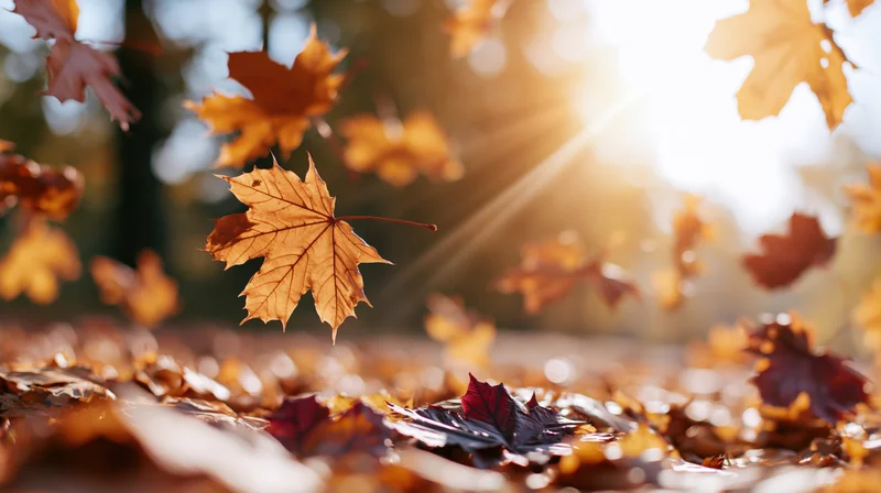 Maple leaves falling through autumn air with sunlight filtering through trees