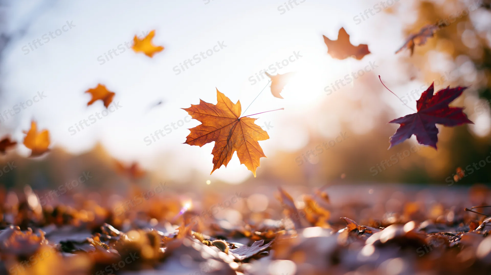 Maple leaves falling and drifting through autumn air over a carpet of fallen foliage in a sunlit outdoor setting