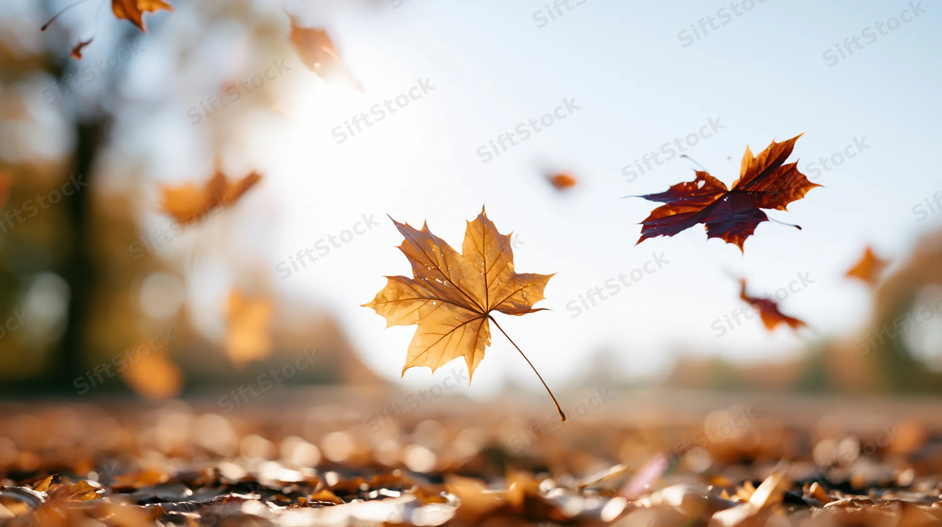 Maple leaves falling and drifting through autumn air over a carpet of fallen foliage in a sunlit outdoor setting