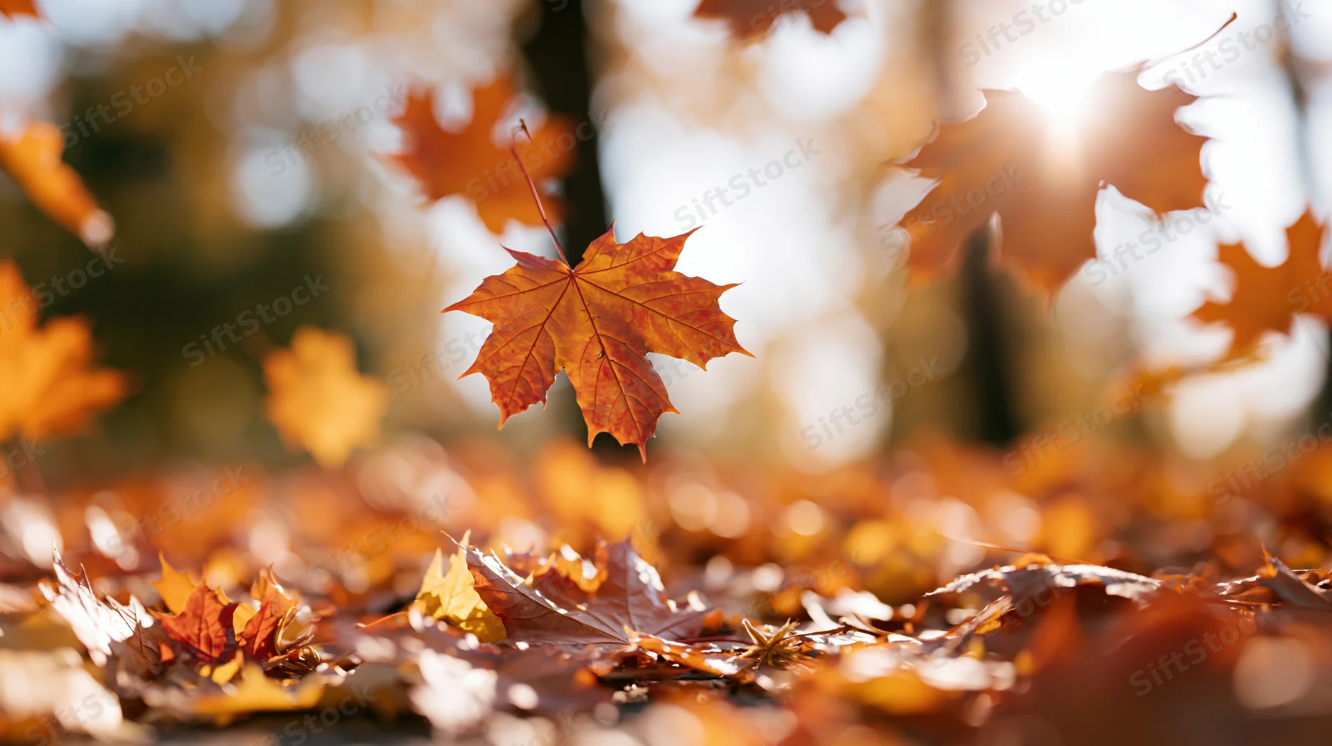 Maple leaves falling and scattered across forest ground in autumn sunlight