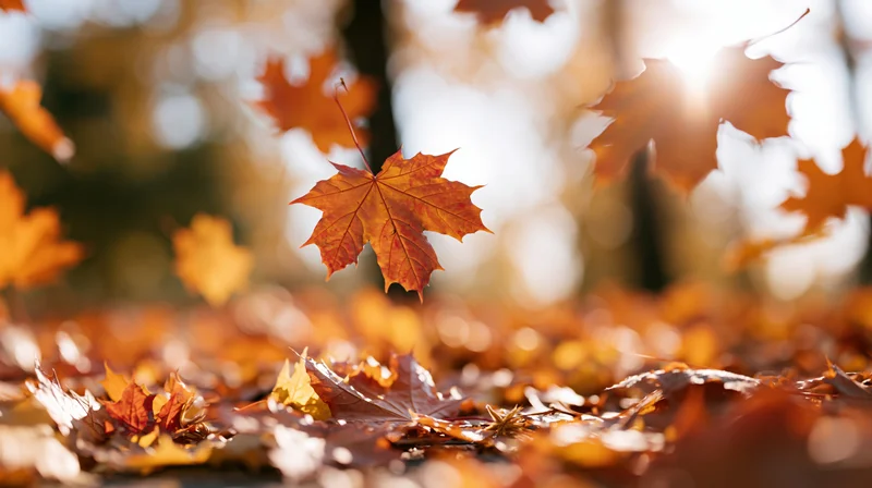 Maple leaves falling and scattered across forest ground in autumn sunlight