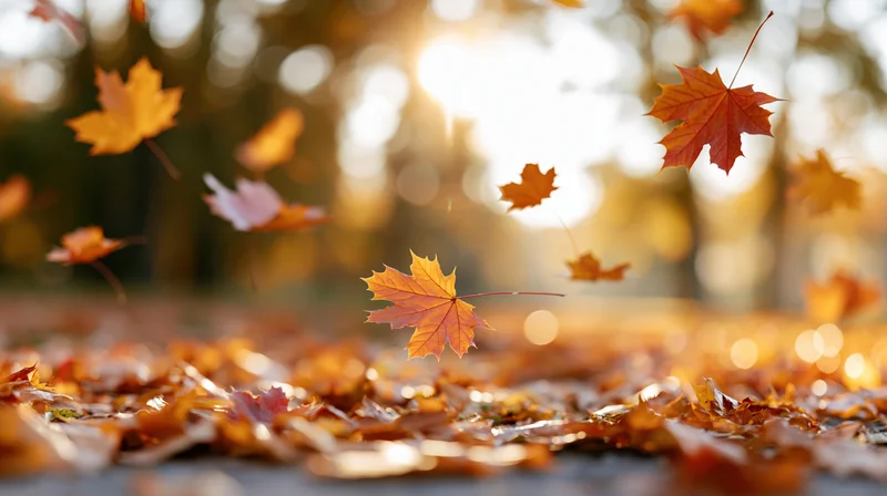 Maple leaves falling and scattered across the ground in an autumn forest at golden hour