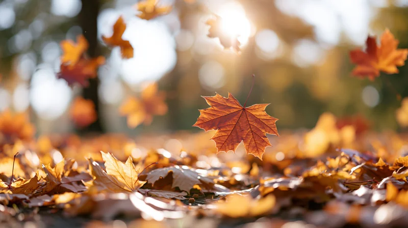 Maple leaves falling and scattered across the ground in a sunlit forest during autumn