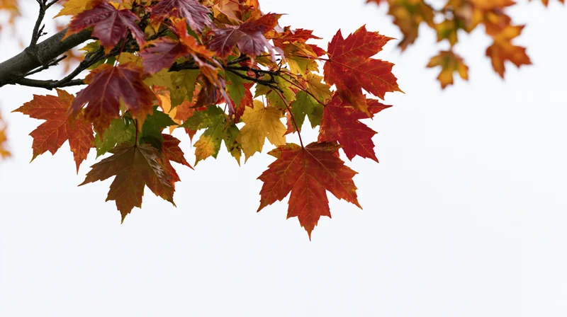 Maple tree branch with autumn leaves in red orange and yellow against white sky