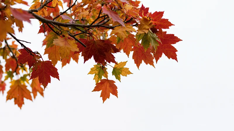 Maple branch with autumn leaves extending into frame against white background