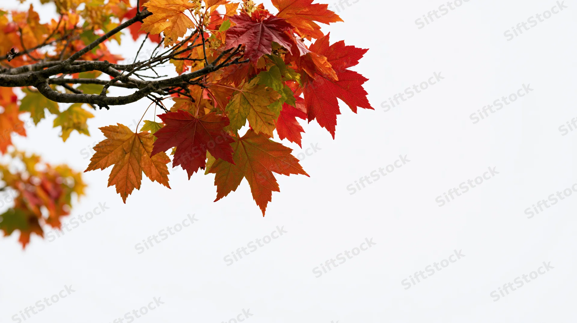 Maple branch with autumn leaves extending from left against white sky background