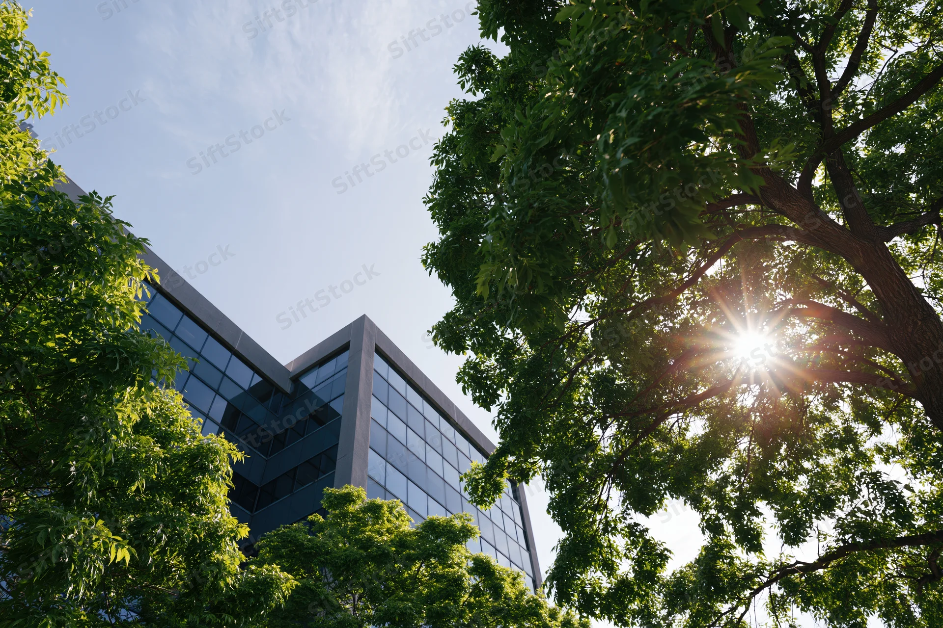 Modern glass and concrete office building viewed from ground level through trees with sunlight filtering through foliage