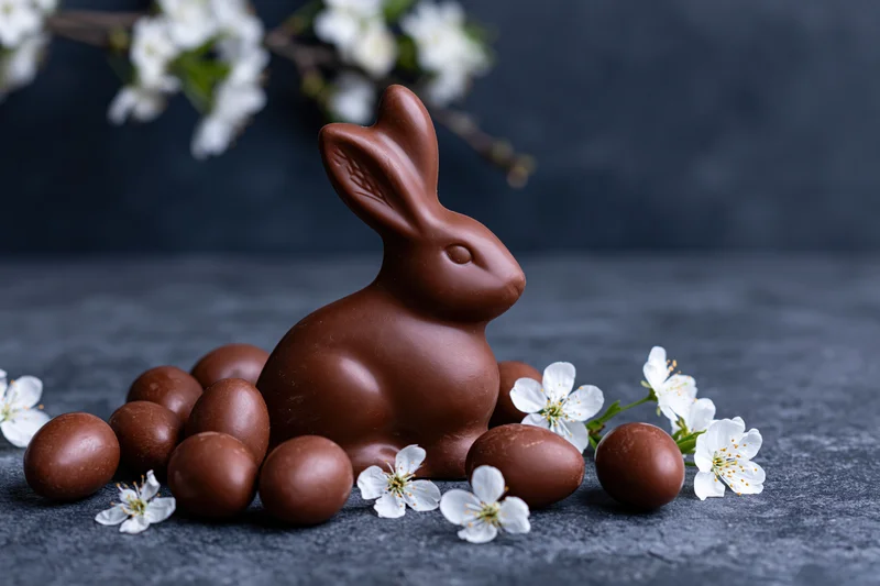 Chocolate easter bunny figurine with chocolate eggs and white blossoms on dark surface