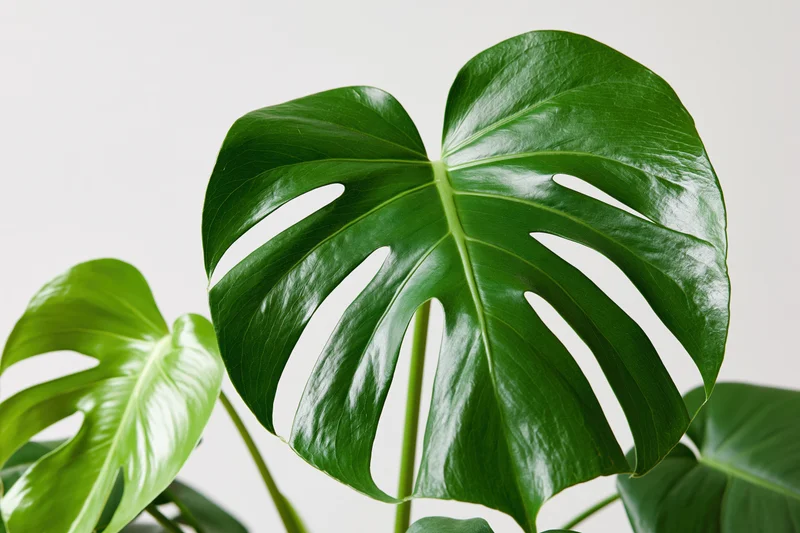 Monstera plant with large glossy green leaves showing natural splits and perforations against a plain background