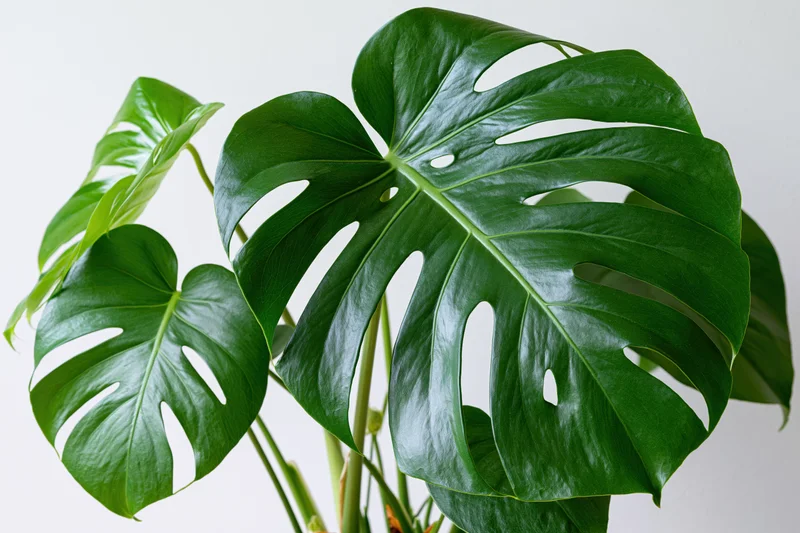 Monstera plant with large perforated green leaves against white background