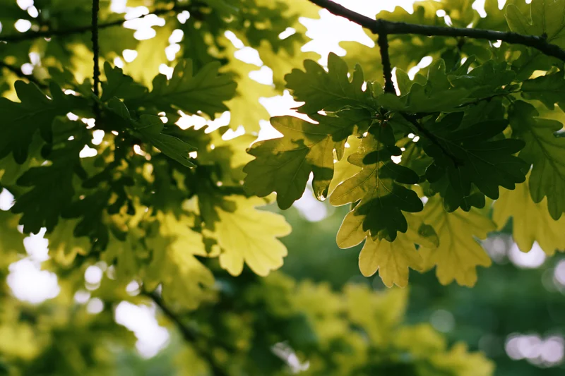 Oak leaves in sunlight with a water droplet on a branch in a forest setting