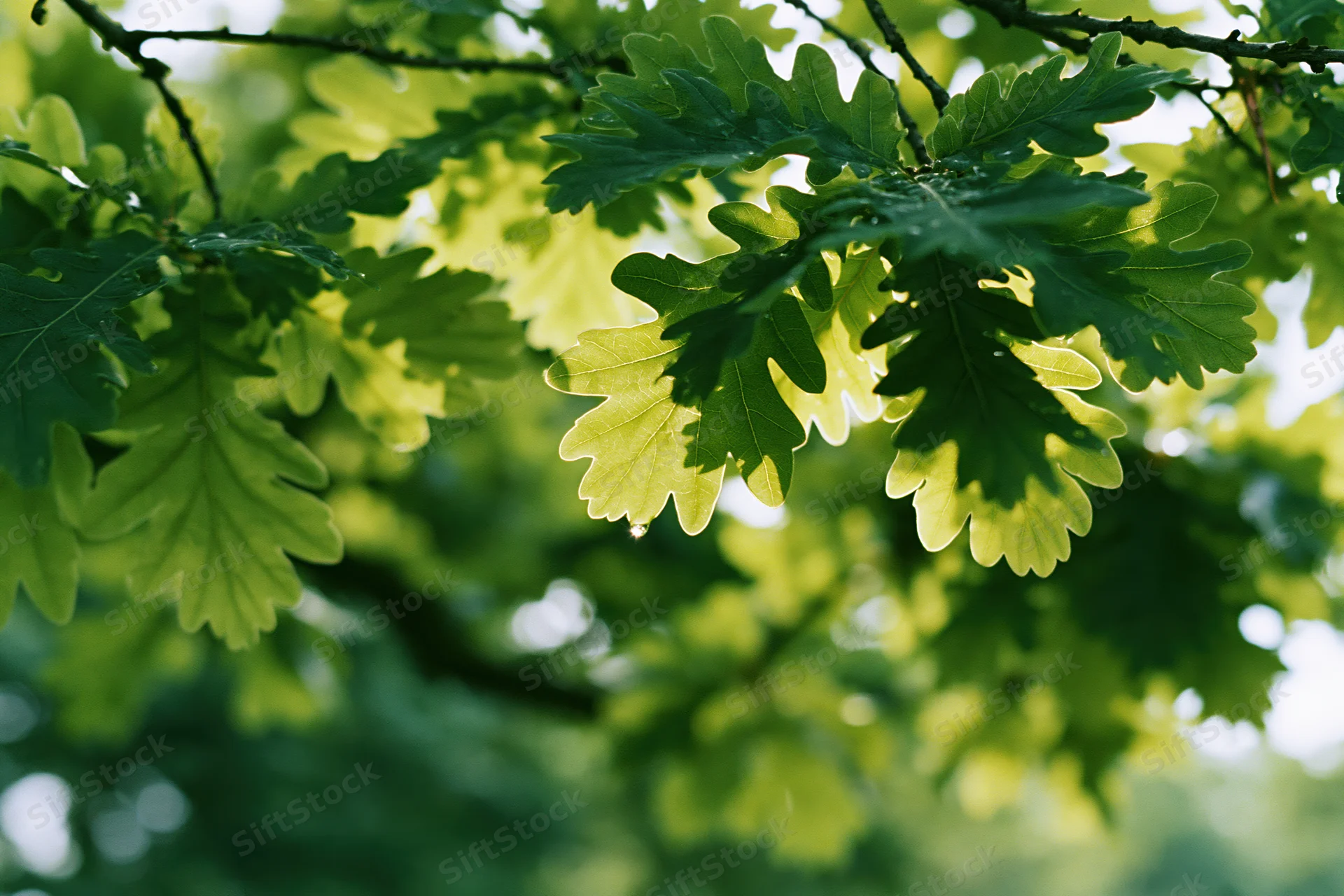 Oak leaves in sunlight with a water droplet on a branch in a forest setting