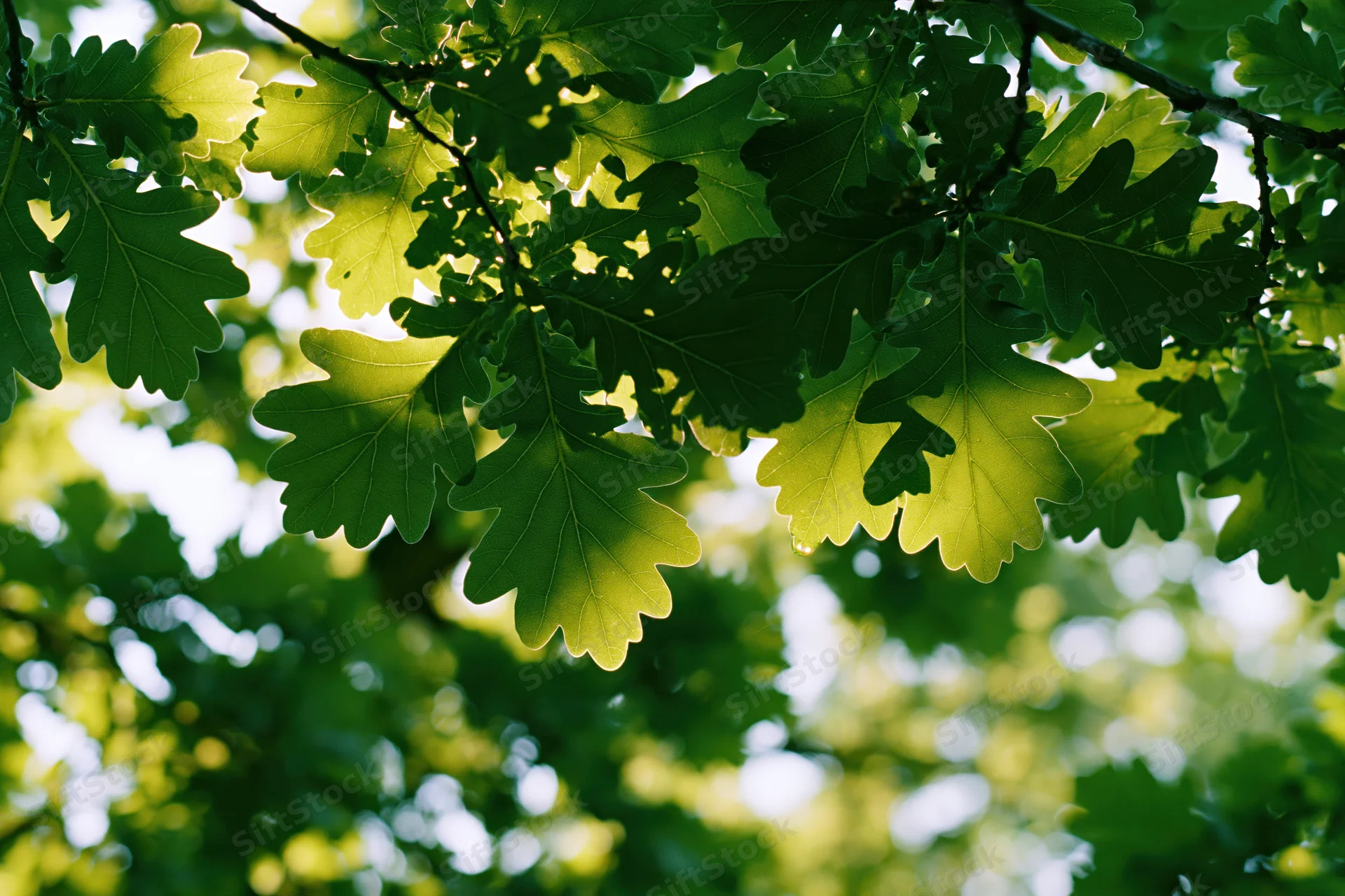 Oak leaves backlit by sunlight filling the frame with green foliage