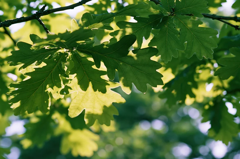 Oak leaves with a water droplet in sunlight filling the frame