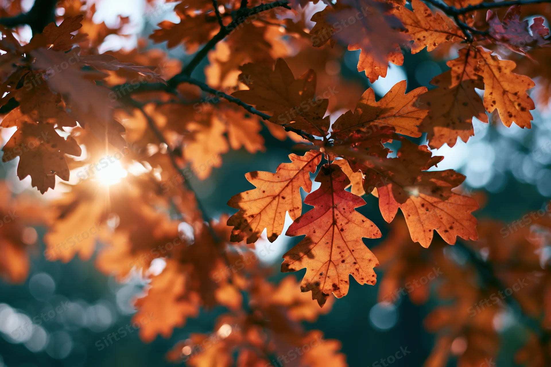 Autumn oak leaves backlit by sunlight in a forest setting
