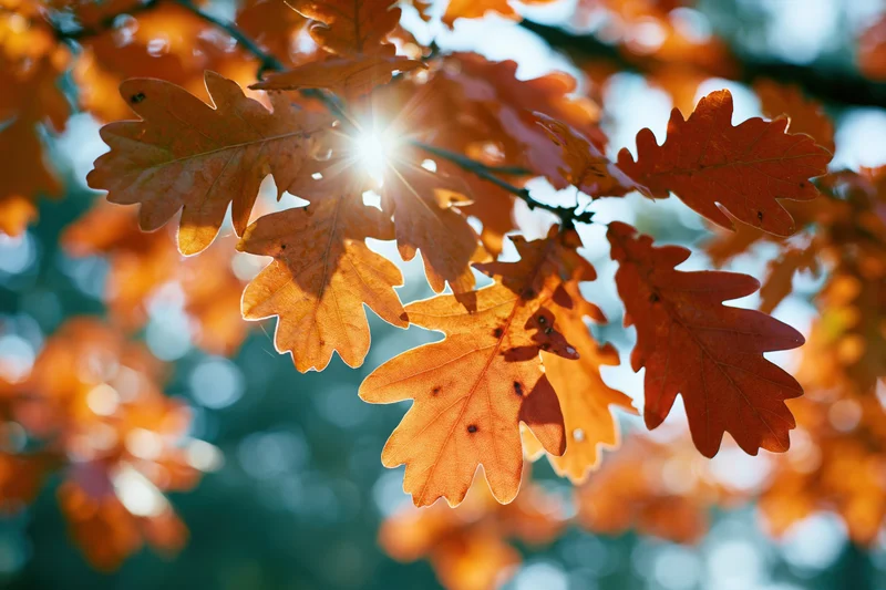 Autumn oak leaves backlit by sunlight in a forest canopy
