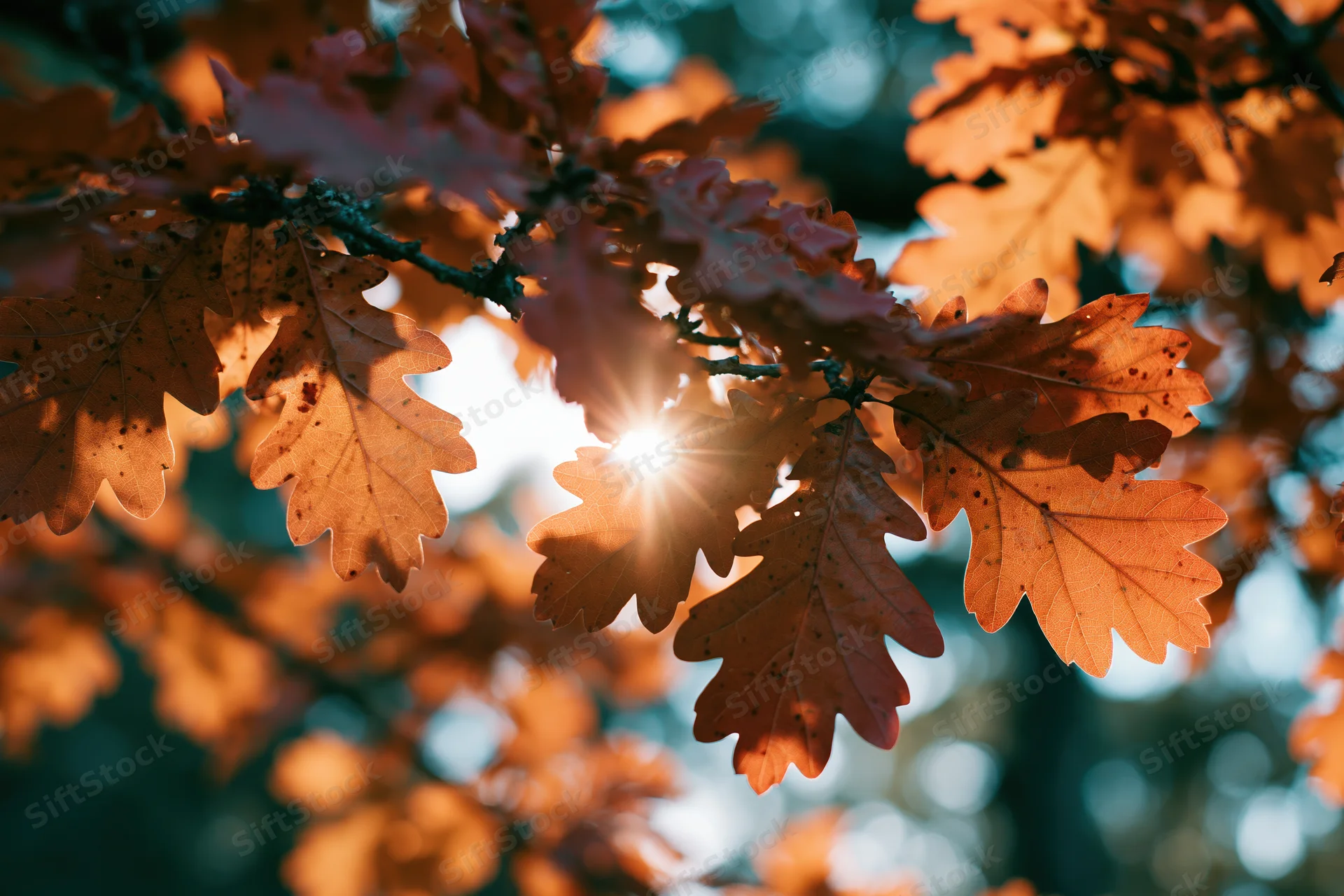 Autumn oak leaves backlit by sunlight in a forest canopy