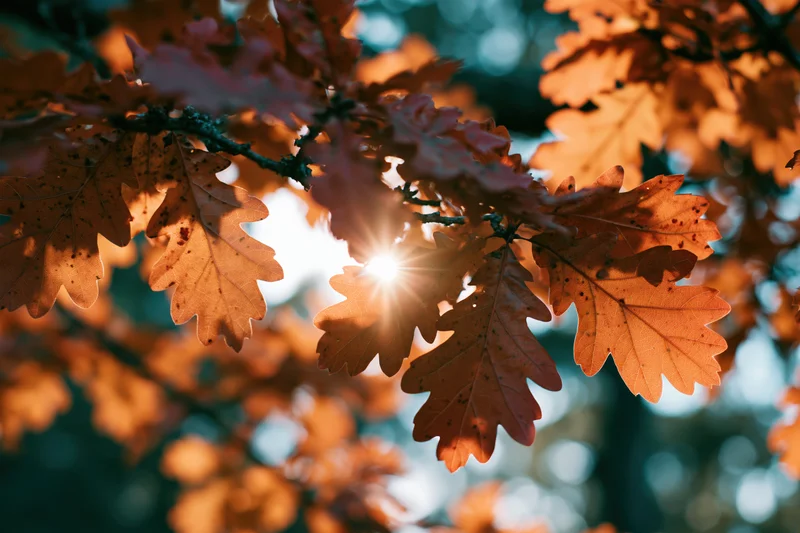 Autumn oak leaves backlit by sunlight in a forest canopy