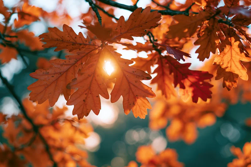Autumn leaves on oak branches backlit by sunlight in a forest