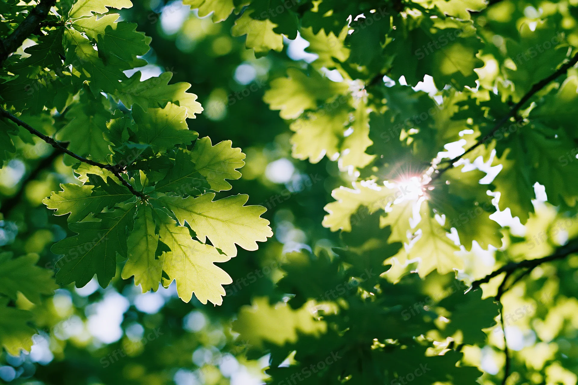 Sunlight filtering through fresh green oak leaves in a tree canopy viewed from below