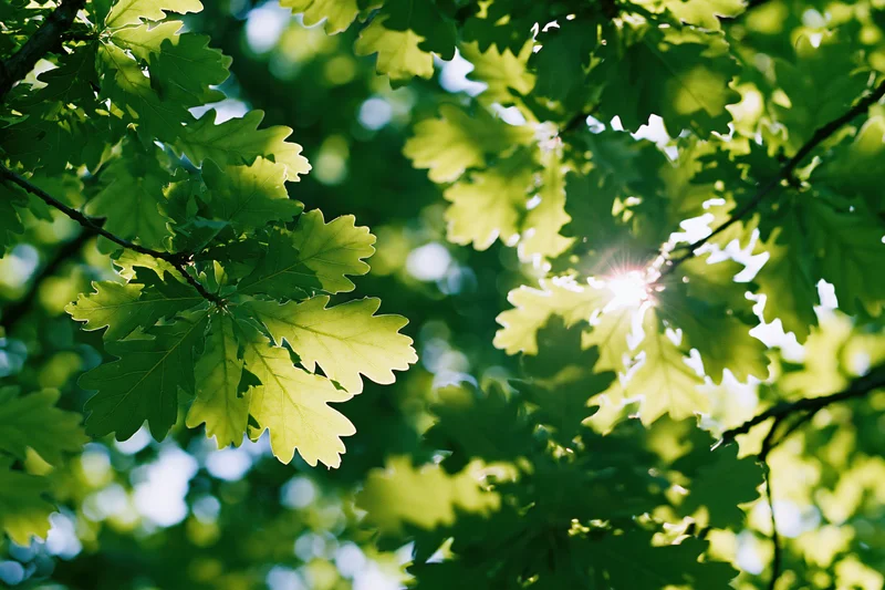 Sunlight filtering through fresh green oak leaves in a tree canopy viewed from below