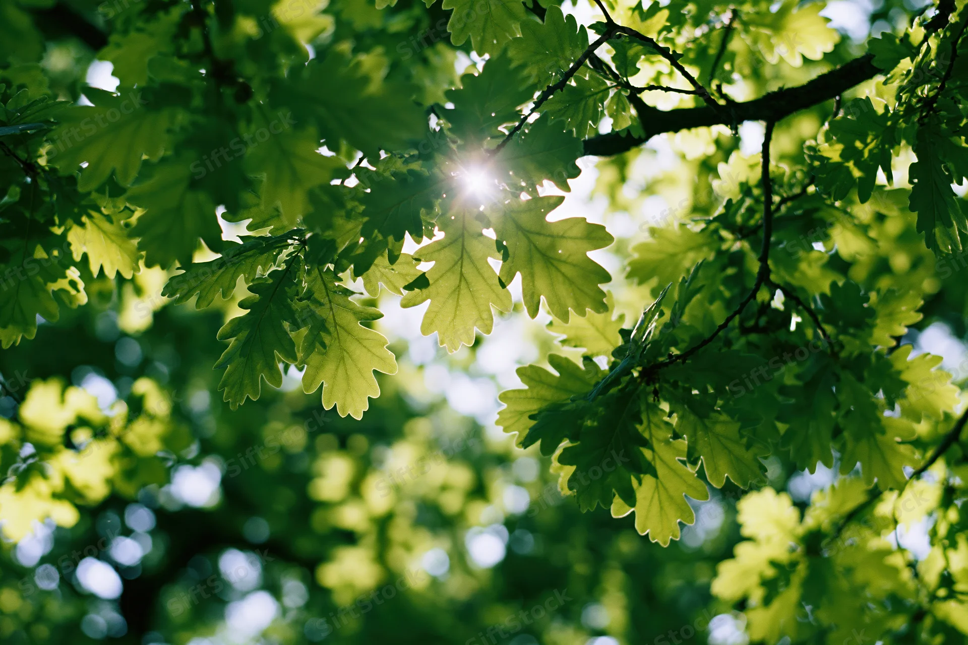 Sunlight filtering through fresh green oak leaves in a tree canopy viewed from below