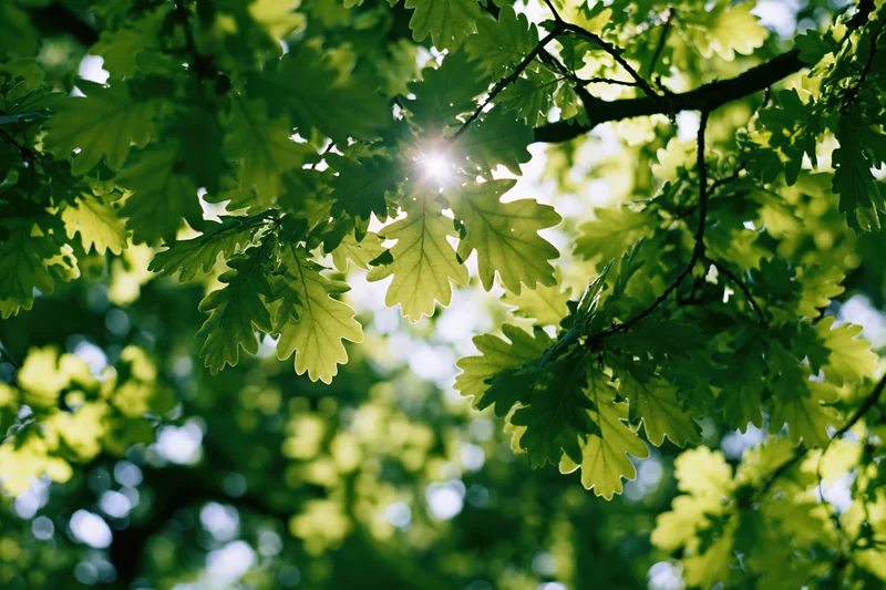 Sunlight filtering through fresh green oak leaves in a tree canopy viewed from below
