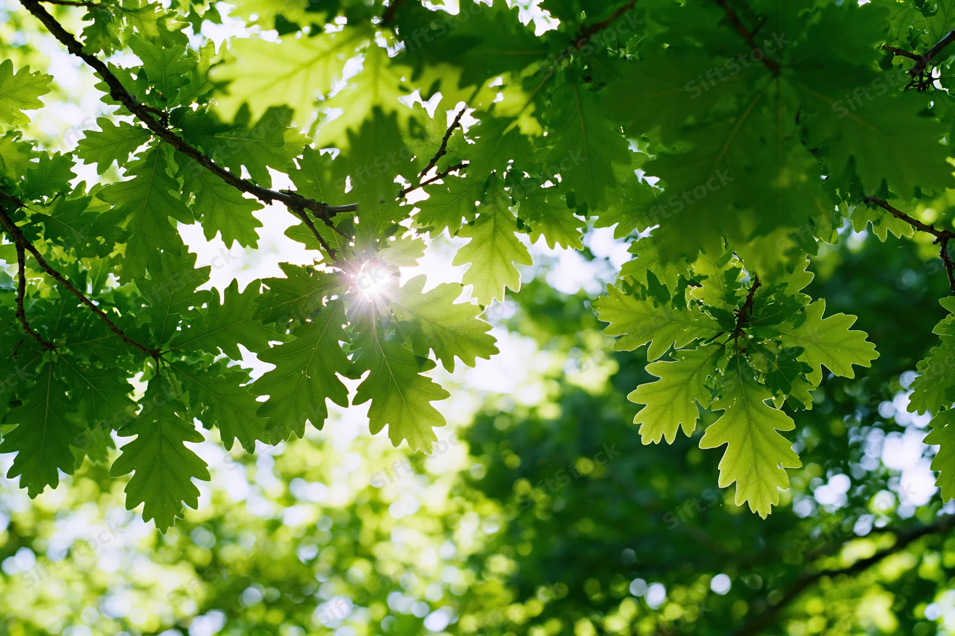 Upward view of oak tree canopy with sunlight filtering through fresh green leaves