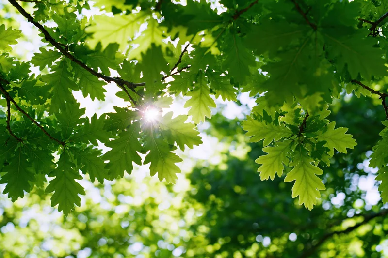 Oak tree canopy viewed from below looking upward green leaves