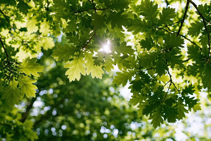 Upward view through oak tree canopy with sunlight filtering through green leaves