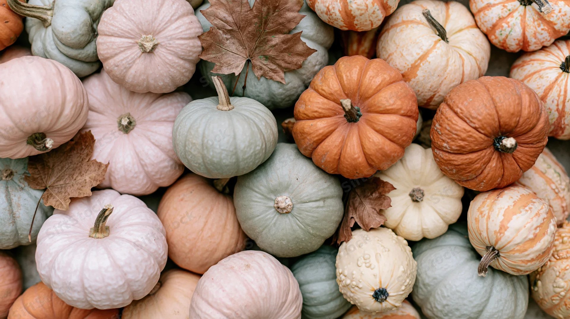 Overhead flat lay of assorted autumn pumpkins and gourds with dried maple leaves arranged in a dense pattern