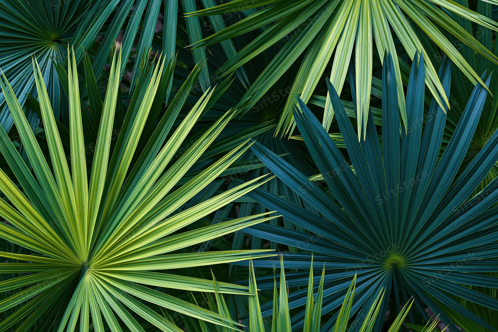 Overlapping tropical palm fronds filling the frame with vibrant green foliage
