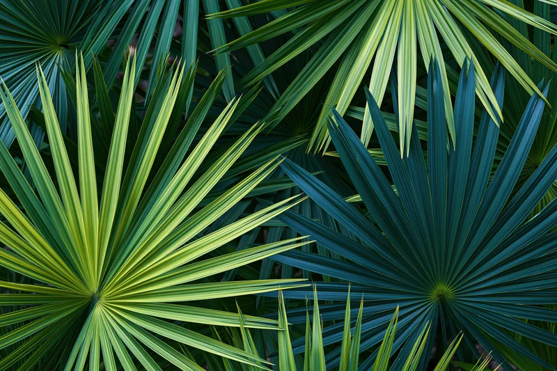 Overlapping tropical palm fronds filling the frame with vibrant green foliage