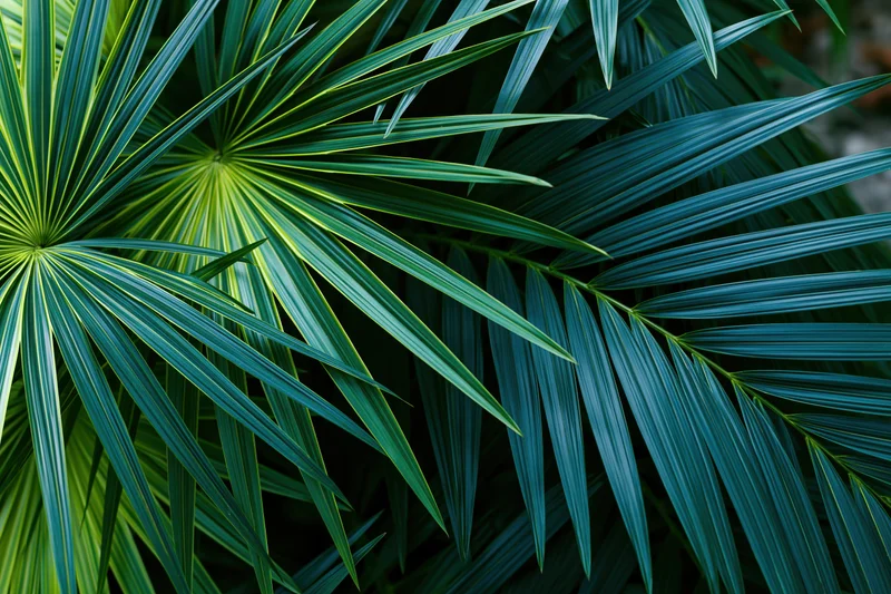Overlapping tropical palm fronds filling the frame with vibrant green leaves and natural texture