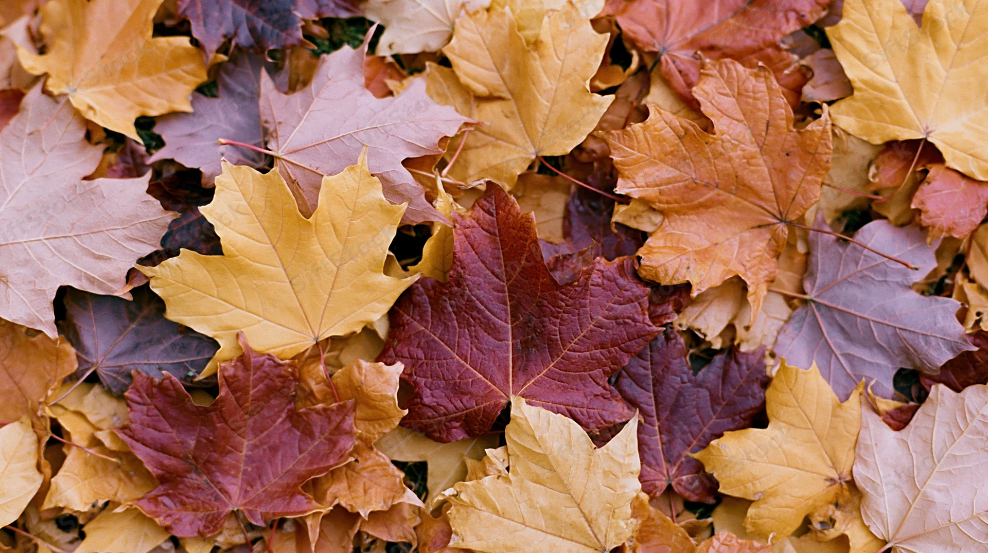 Pile of fallen maple leaves covering the ground in autumn colors