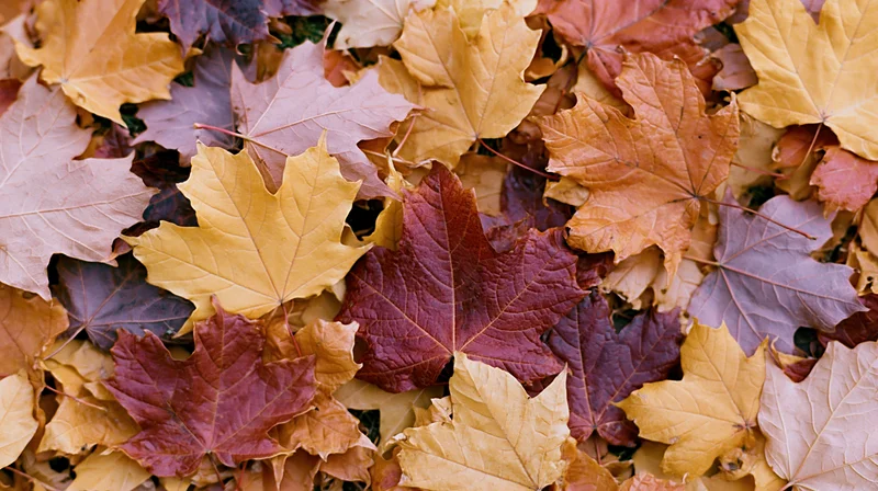 Pile of fallen maple leaves covering the ground in autumn colors