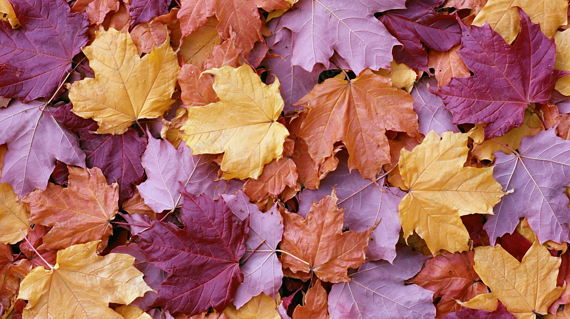 Pile of fallen autumn maple leaves covering the ground in vibrant fall colors