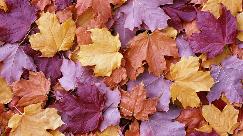 Autumn Leaves Mosaic in Purple, Yellow, and Orange Tones