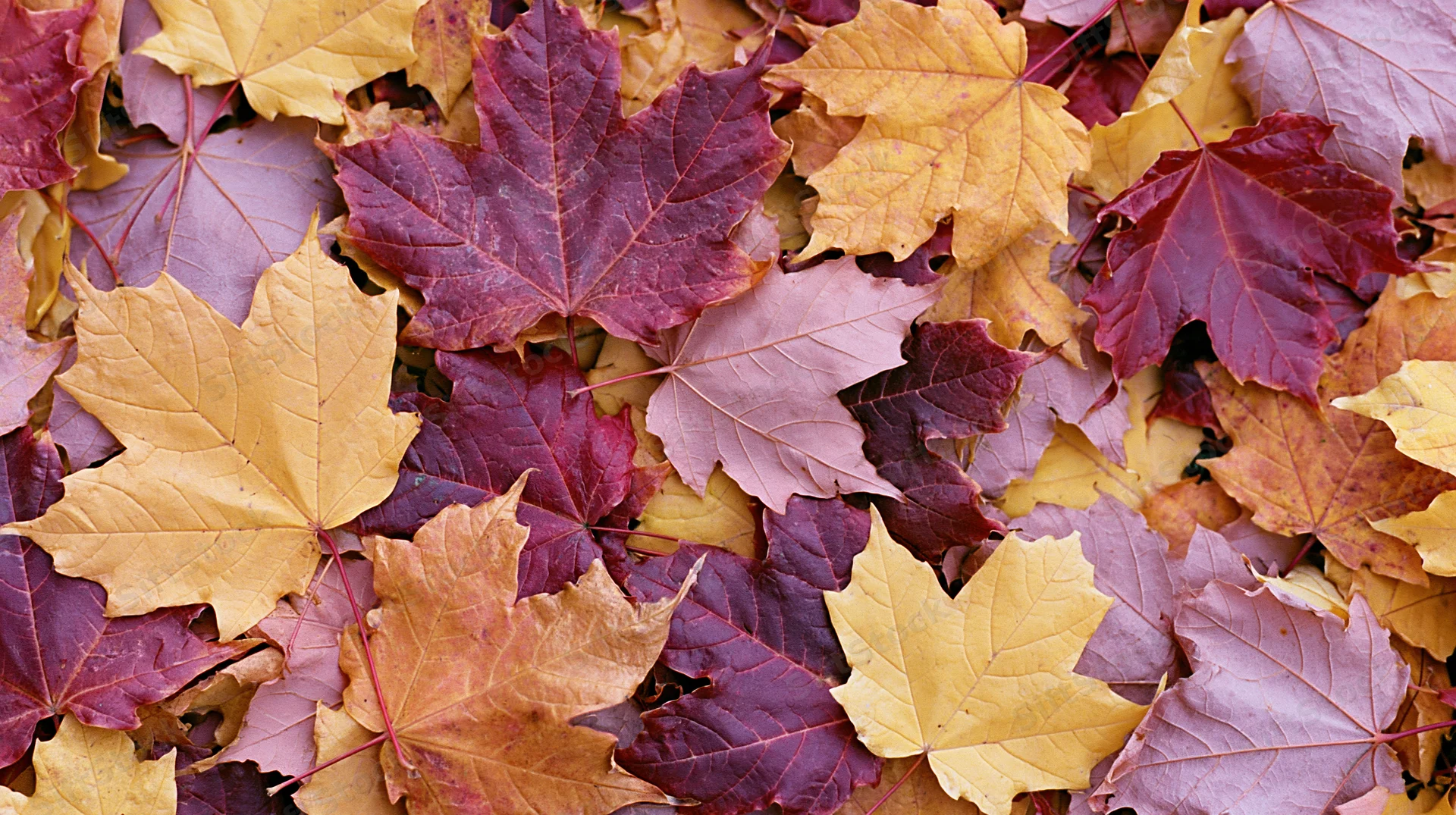 Pile of fallen autumn maple leaves covering the ground in vibrant fall colors