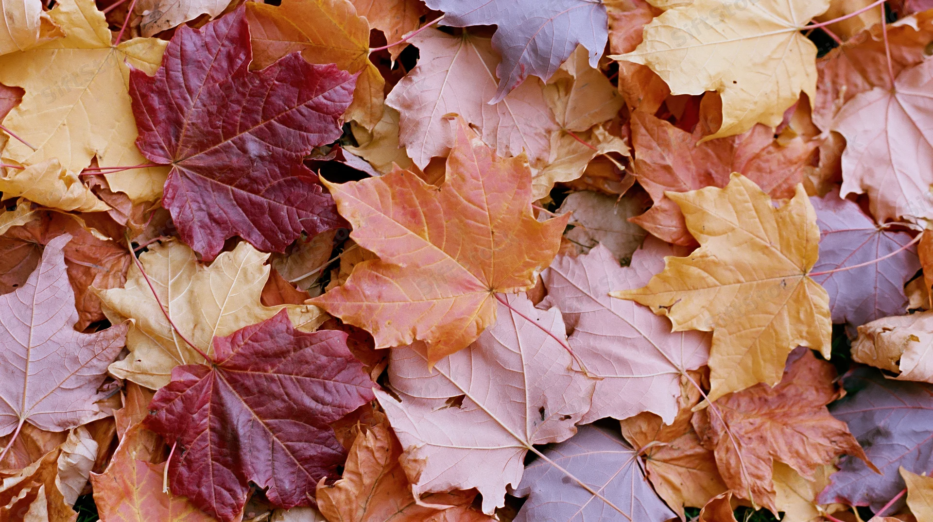 Pile of fallen autumn maple leaves covering the ground in a dense layer