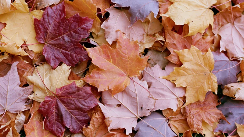 Pile of fallen autumn maple leaves covering the ground in a dense layer