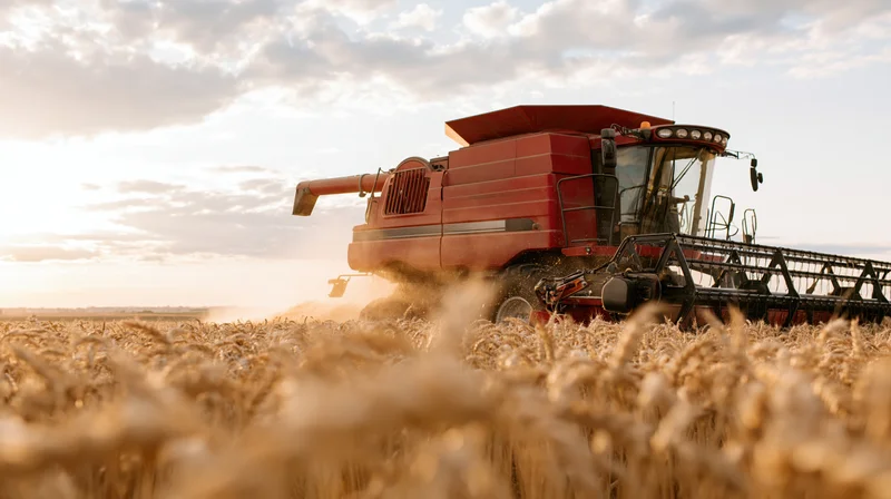 Red combine harvester moving through a golden wheat field at sunset