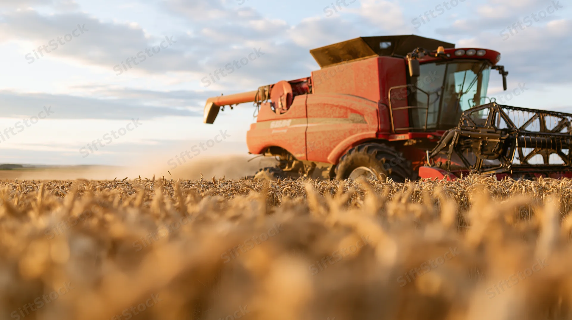 Red combine harvester harvesting wheat in a golden field at sunset