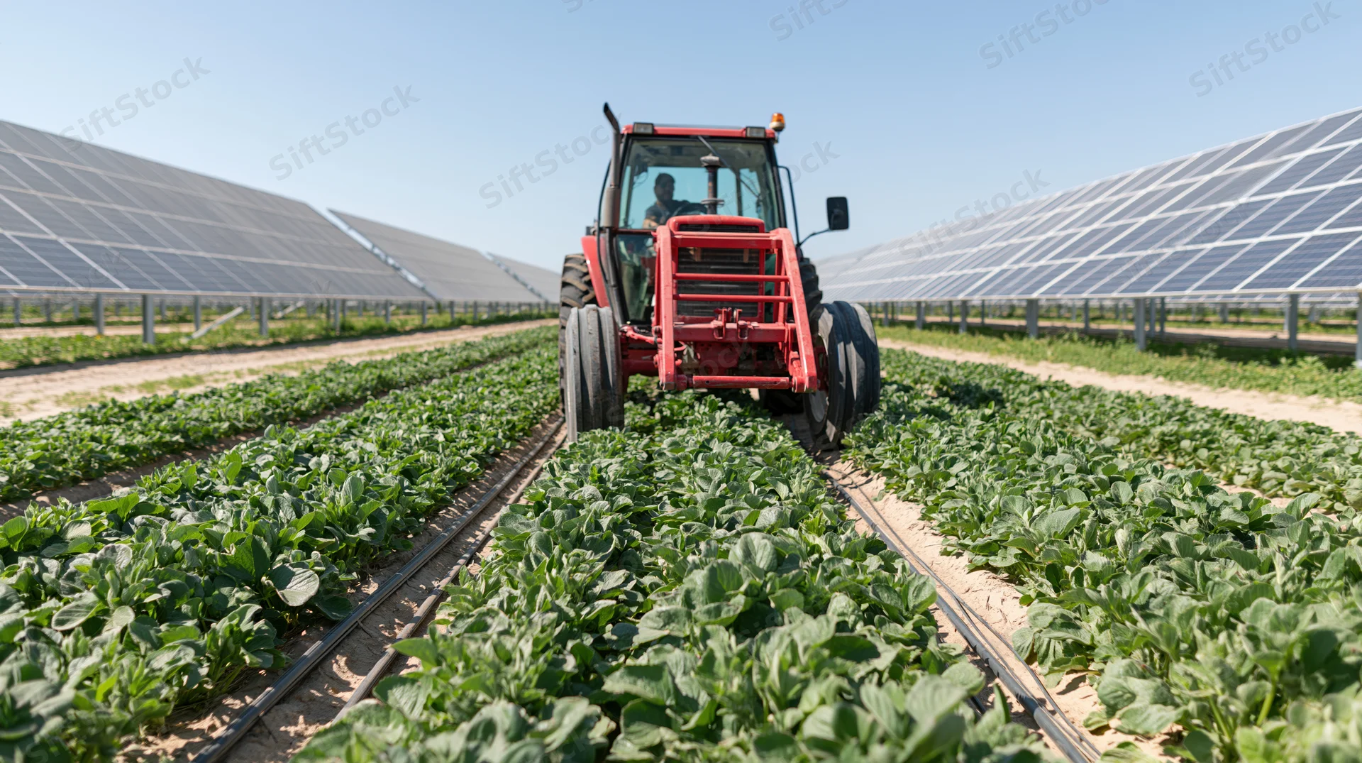 Red tractor driving between rows of green crops in a solar-powered farm field