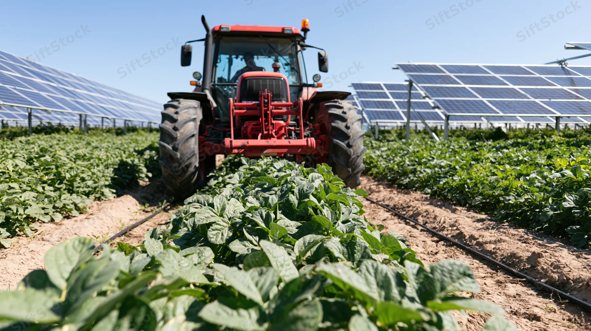 Red tractor driving between rows of green crops in a solar-powered farm field