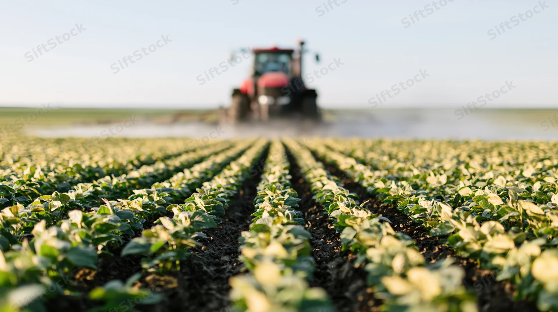Red tractor spraying pesticide across long converging rows of soybean plants in a field
